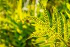 Phymatosorus grossus-Musk Fern Art Print